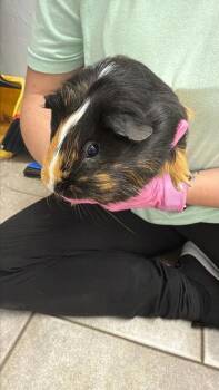 Rescue Guinea Pig Guinea Pigs for Adoption in Largo, Florida - Remi | PetCurious